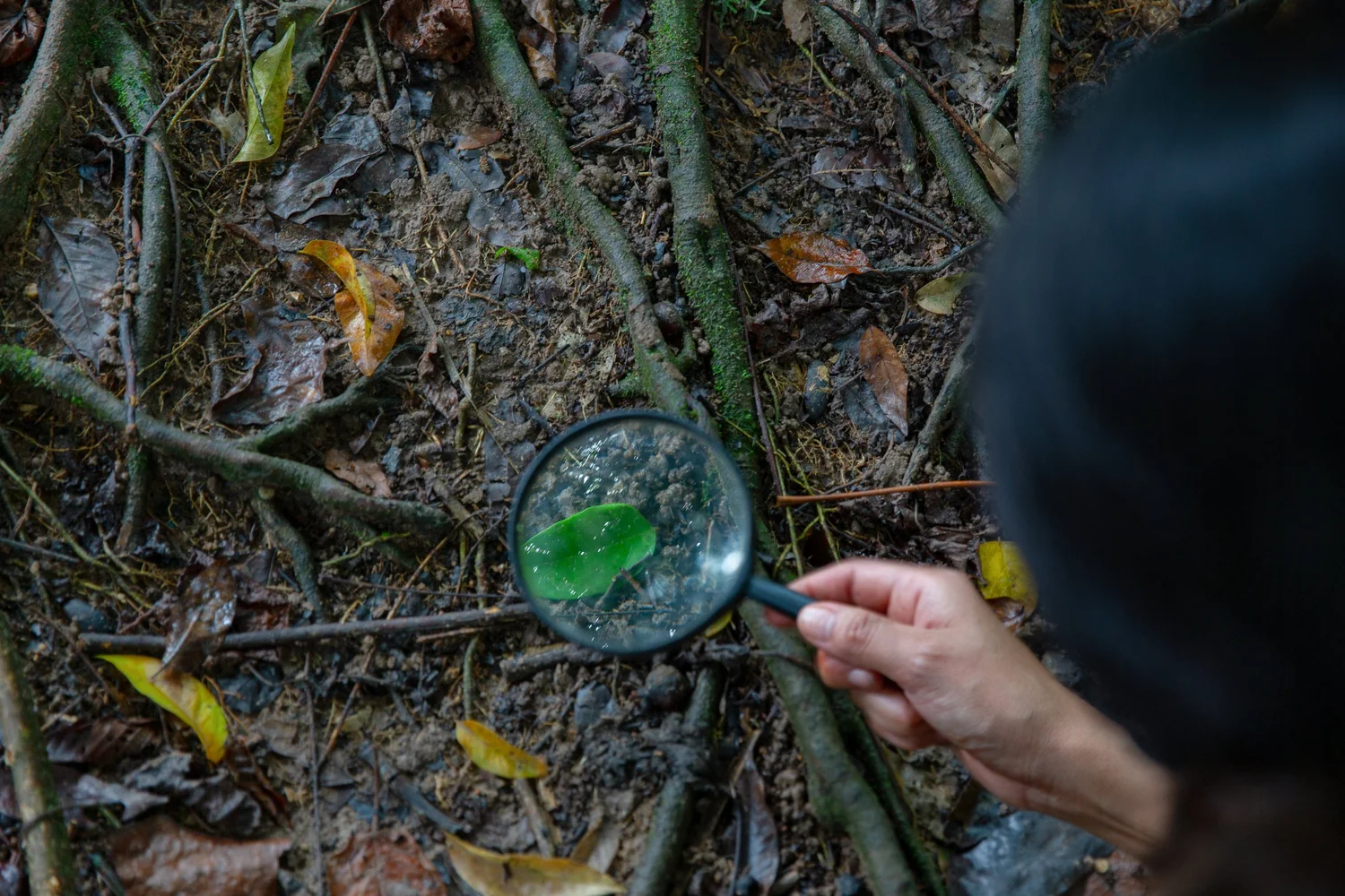 A researcher inspects forest-floor litter through a hand lens.