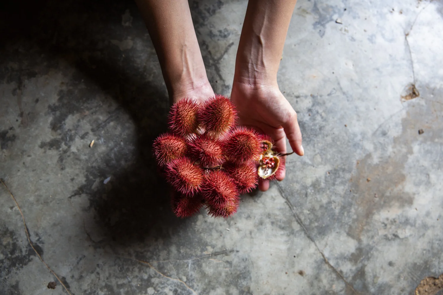 Hands cradle a cluster of achiote fruits.